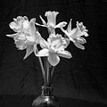 Daffodils in a Vase - Monochrome