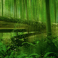 Fallen Log