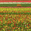 Orange Bench on A Tulip Field