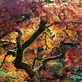 Maple Tree in Fall